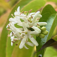 Heptacodium miconioides (jasminoides)